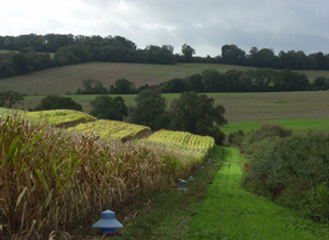 Aldbourne Farmland