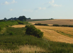 Farmland